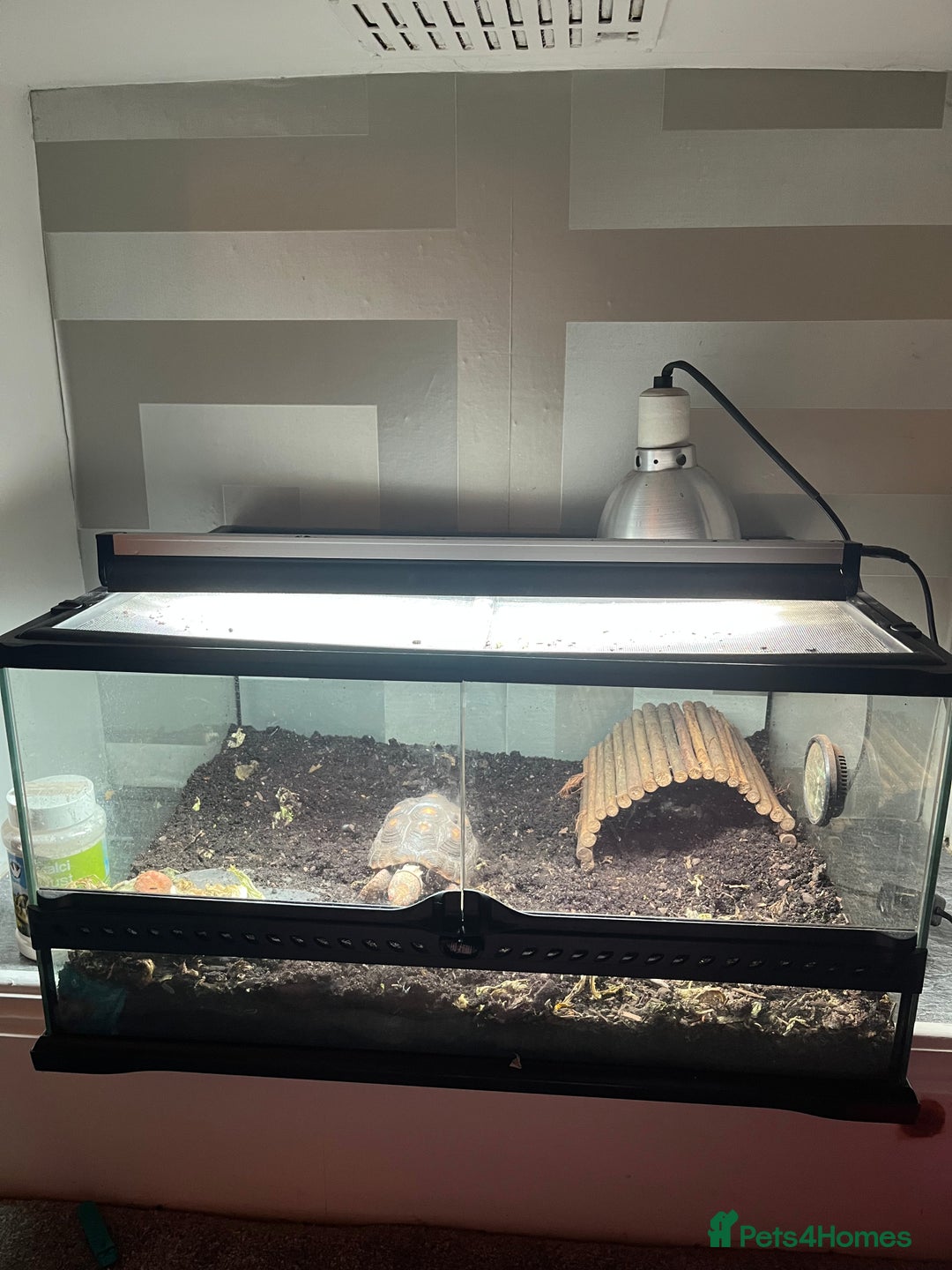 Tortoise reptiles for sale: 4 Year Old Red Footed Tortoise For Sale - Advert 6