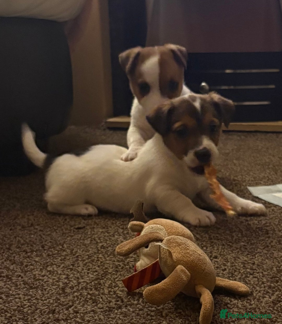 Jack Russell dogs for sale: Miniature Jack Russell Puppies… - Advert 17