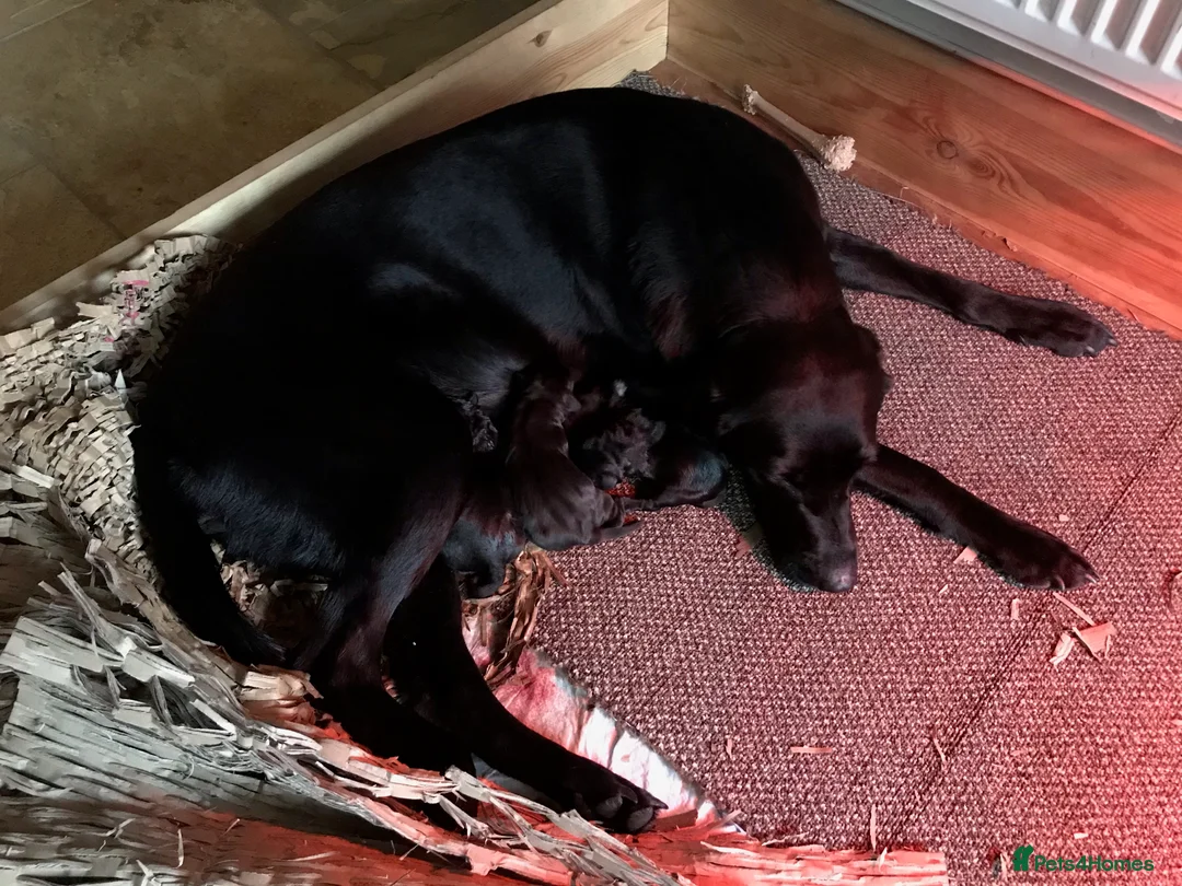 Labrador Retriever dogs for stud: Purple Genie (Duke)  Well proven stud in West Bromwich - Advert 20