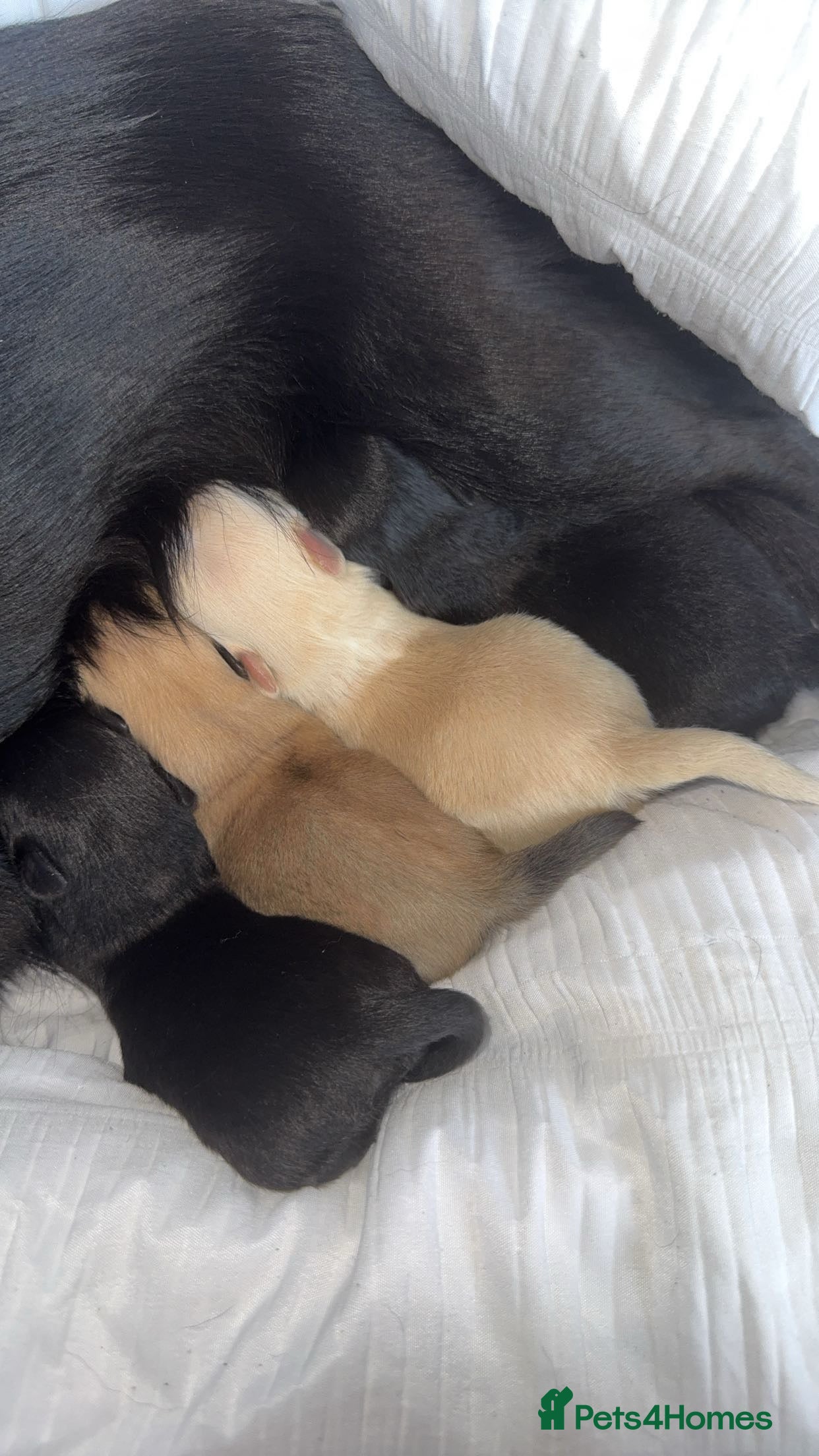 Pomchi dogs 🎀Pomchi puppies🎀 - Advert 12