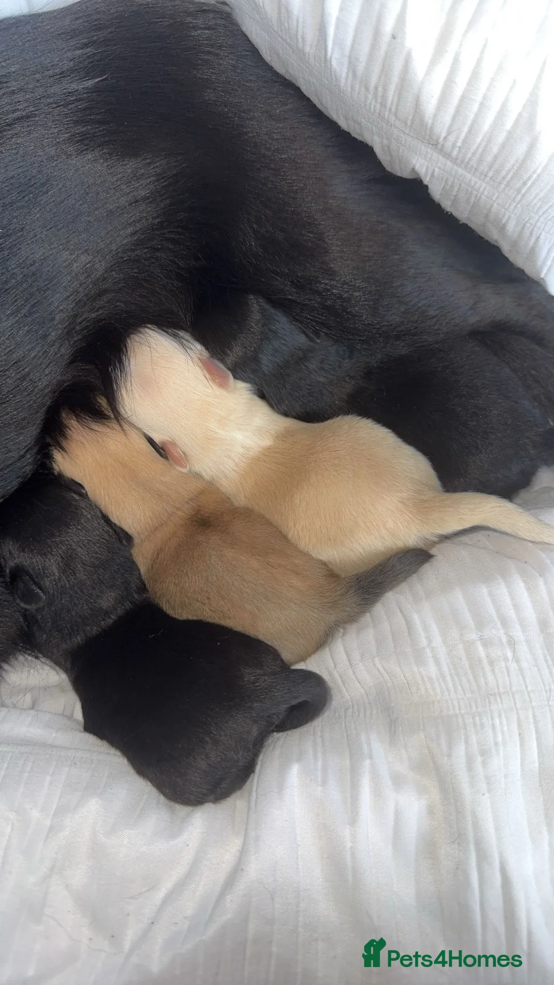 Pomchi dogs for sale: 🎀Pomchi puppies🎀 - Advert 1