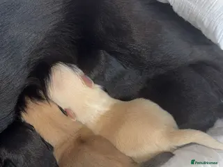Pomchi dogs 🎀Pomchi puppies🎀 - Advert 1