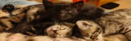 Mixed Breed cats for sale: Beautiful half Bengal kittens available - Advert 1
