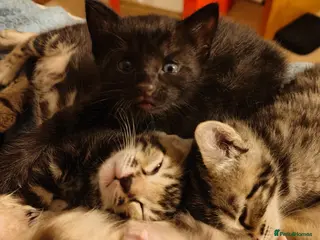 Mixed Breed cats Beautiful half Bengal kittens available - Advert 2