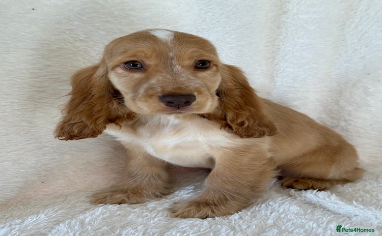 Cocker Spaniel dogs - Advert 1