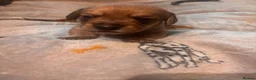 Mixed Breed dogs for sale: Schweenies looking for their forever home  - Advert 3