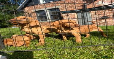 Hungarian Vizsla dogs - Advert 8