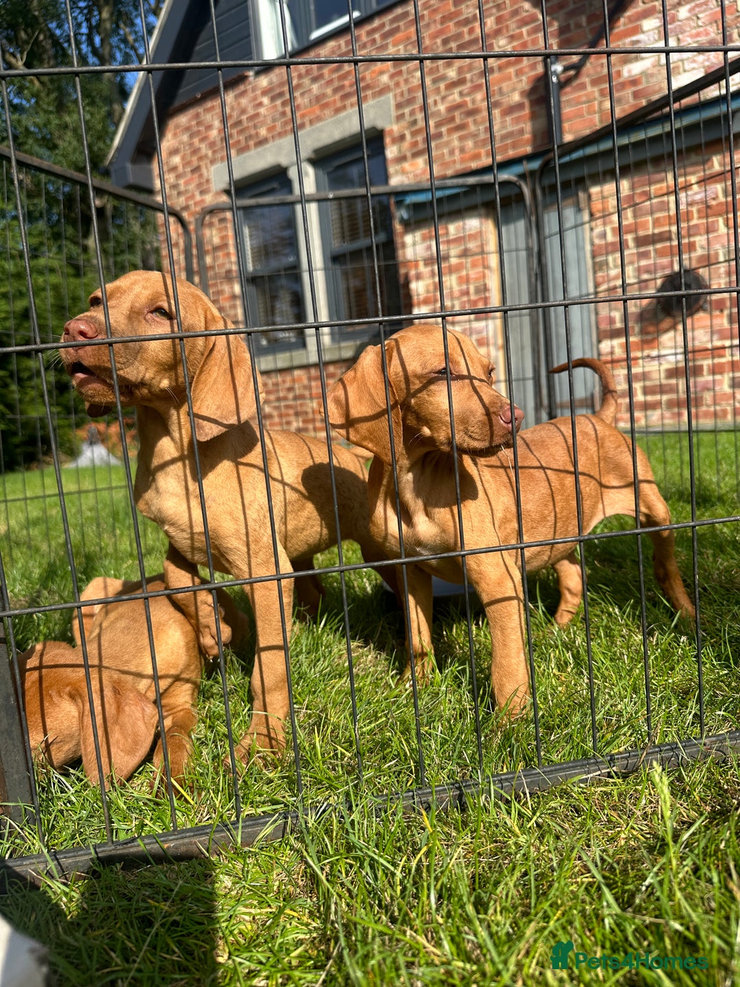 Hungarian Vizsla dogs for sale: 🐾KC Registered Hungarian Vizsla puppies🐾 - Image 2