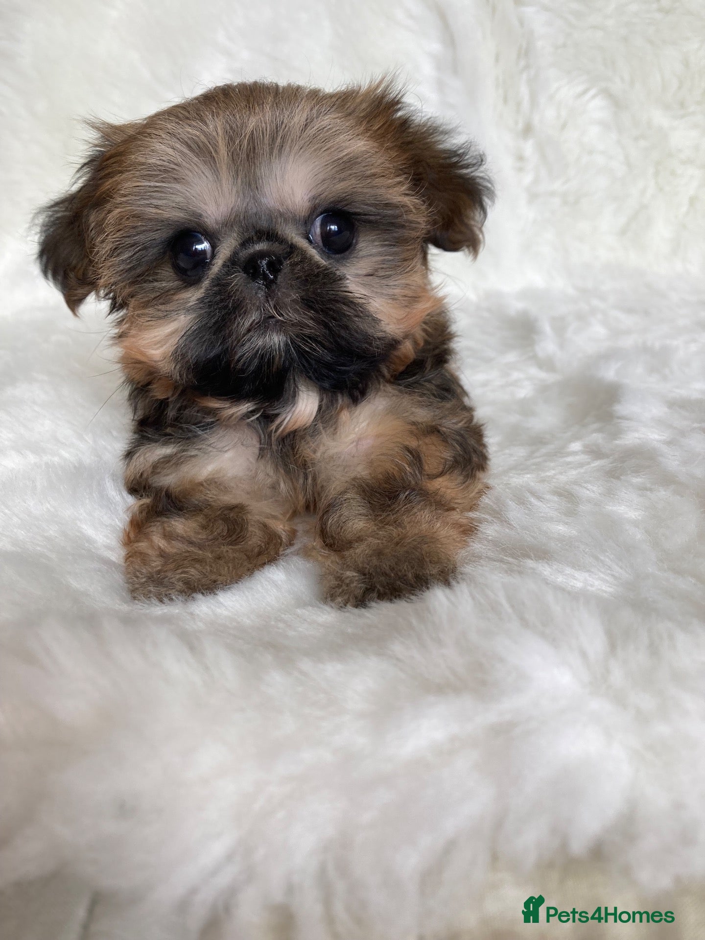 Shih Tzu dogs AMERICAN IMPERIAL SHIH TZU PUPPIES - Advert 1