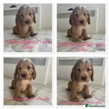 Cocker Spaniel Puppy 3