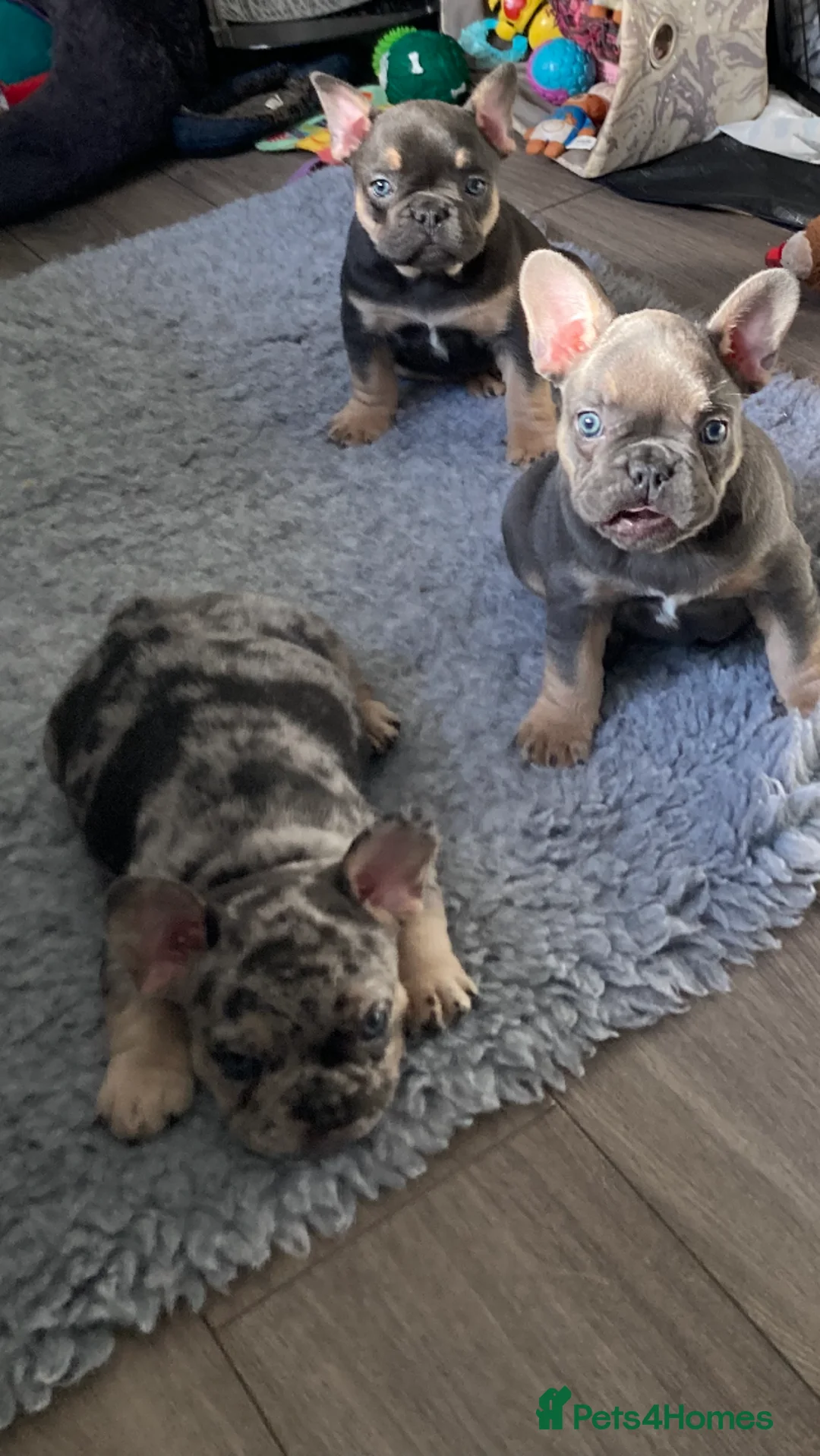 French Bulldog dogs for stud: Lilac merle French bulldog for stud  in Stevenage - Advert 17