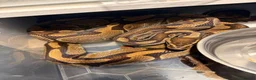 Python Snake reptiles for sale: Ball python collection  in Crewe - Advert 14