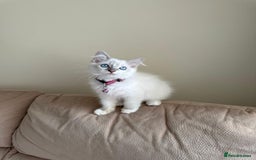 Ragdoll cats for sale: The Last Adorable Girl Ragdoll - Image 15