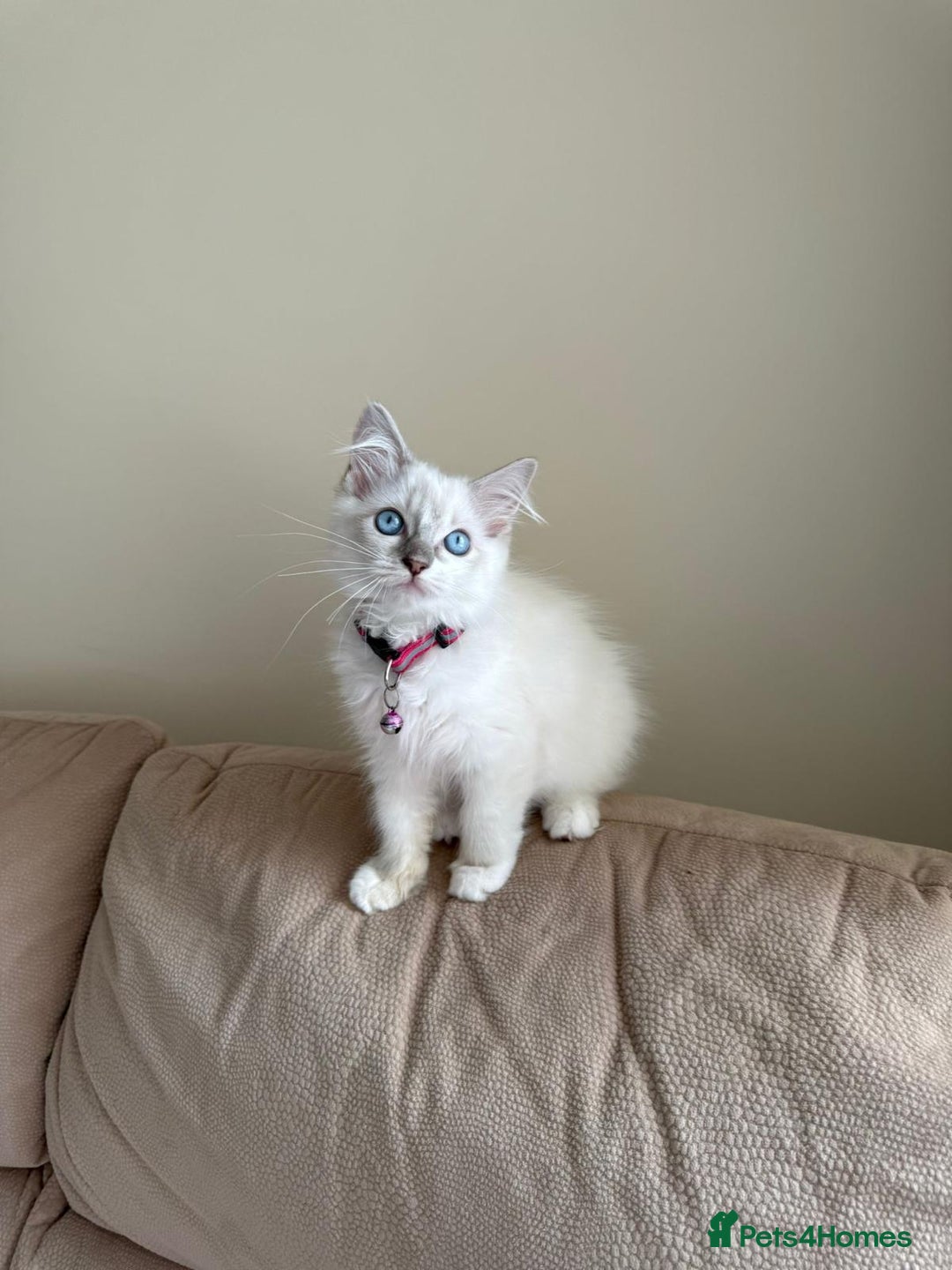 Ragdoll cats for sale: The Last Adorable Girl Ragdoll - Image 15