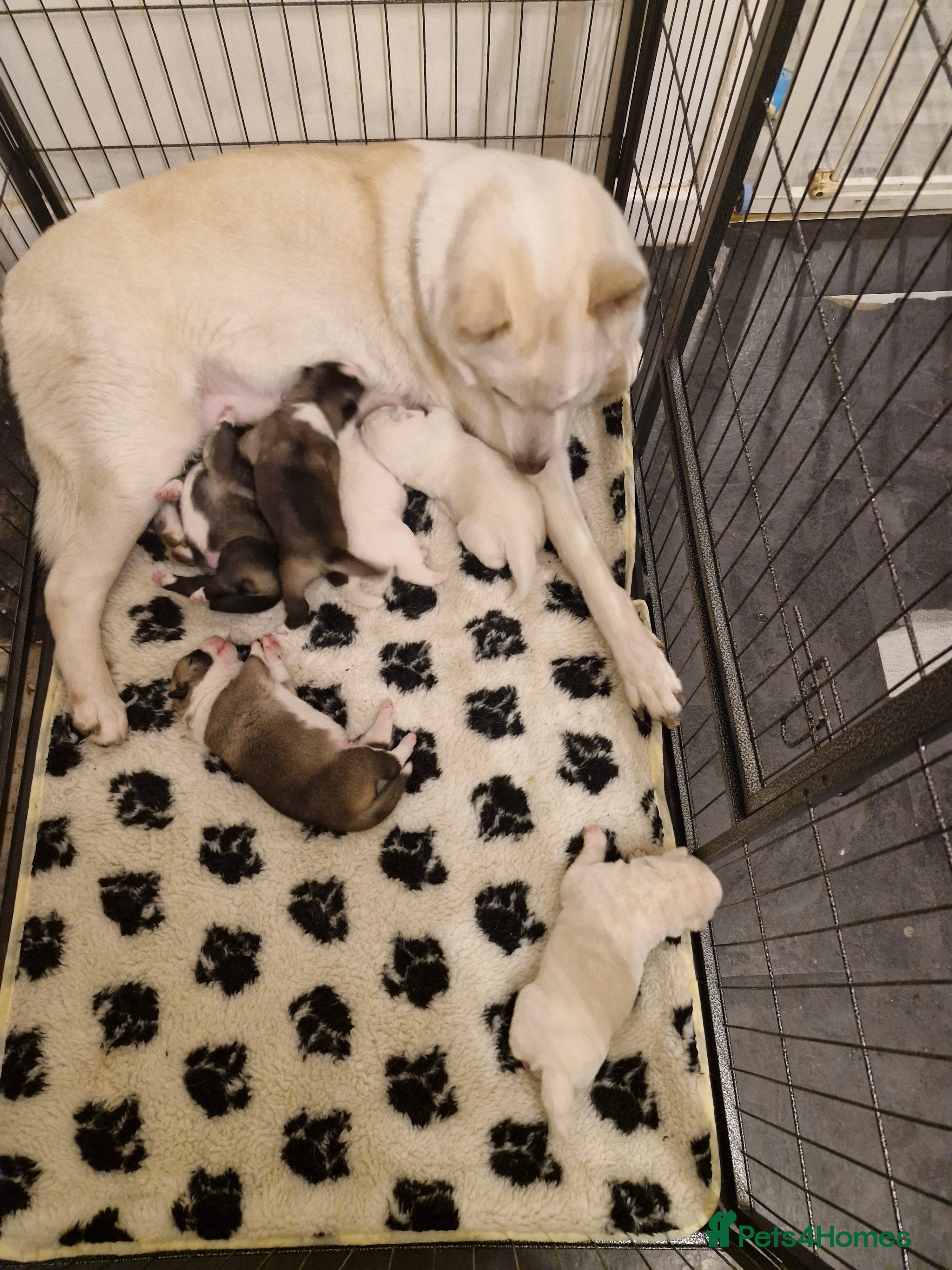 Akita dogs Akita puppies for sale - Advert 2