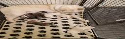 Akita dogs for sale: Akita puppies for sale - Advert 1