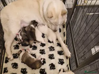 Akita dogs Akita puppies for sale - Advert 2