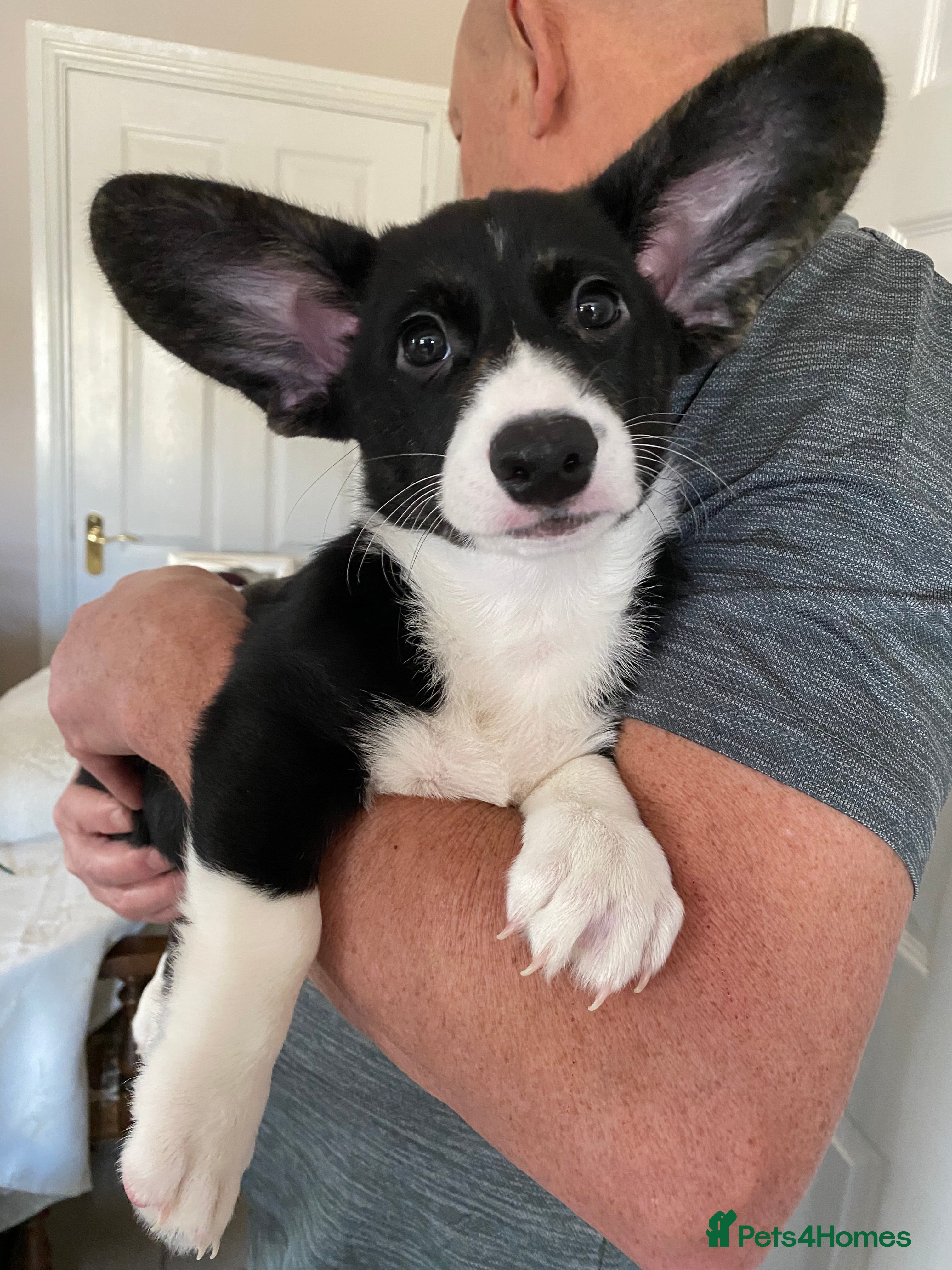 Welsh Corgi Cardigan dogs WELSH CARDIGAN CORGI FEMALE READY NOW - Advert 2