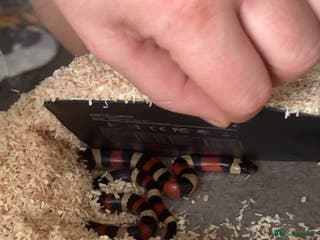 Milk Snake reptiles Apricot milk snake - Advert 12