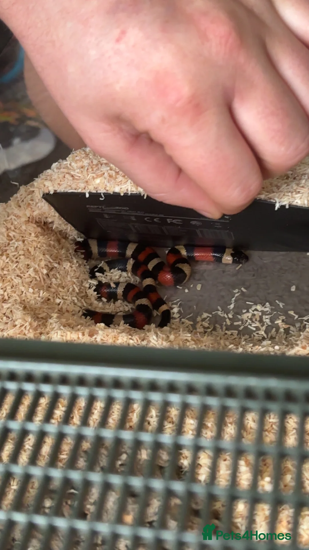 Milk Snake reptiles for sale: Apricot milk snake - Advert 1
