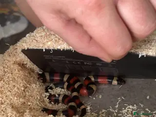 Milk Snake reptiles Apricot milk snake - Advert 4
