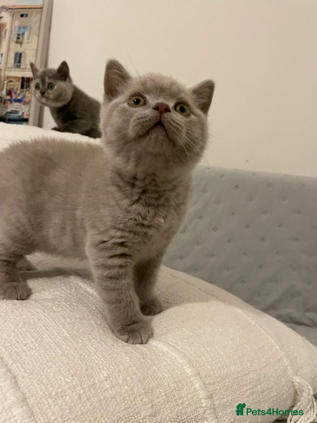 British Shorthair cats for sale: Adorable BSH kittens, GCCF reg. - Advert 8