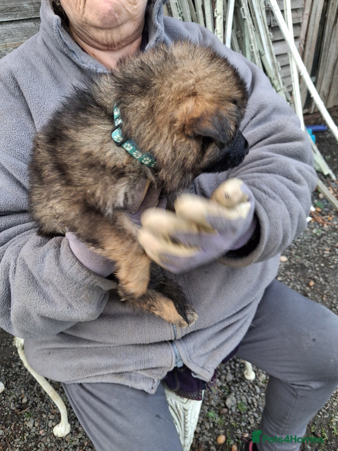 German Shepherd dogs for sale: Super litter of fully registered gsd pups - Advert 16