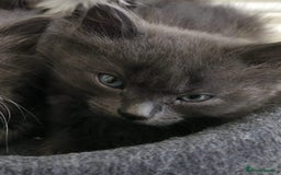 Mixed Breed cats for sale: 5 cute blue and blue&white long-haired kittens - Image 5