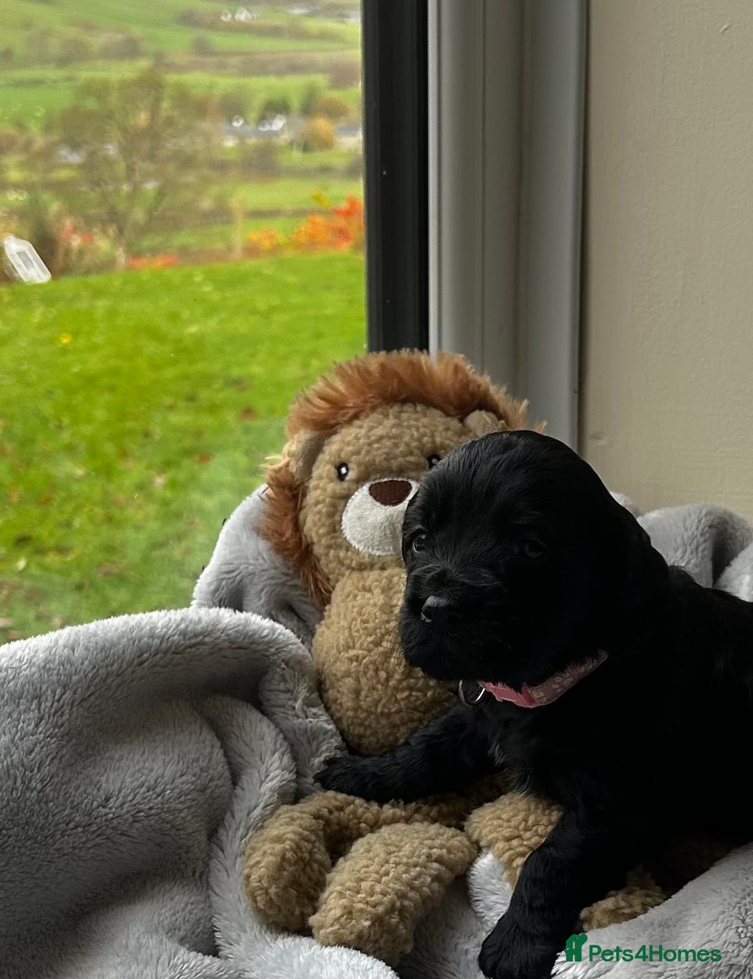 Cocker Spaniel dogs for sale: ✨ Cuddles Await from our Cocker Spaniel Pups  - Advert 25