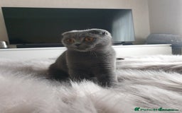 Scottish Fold cats for sale: Blue Scottish fold girl - Image 3