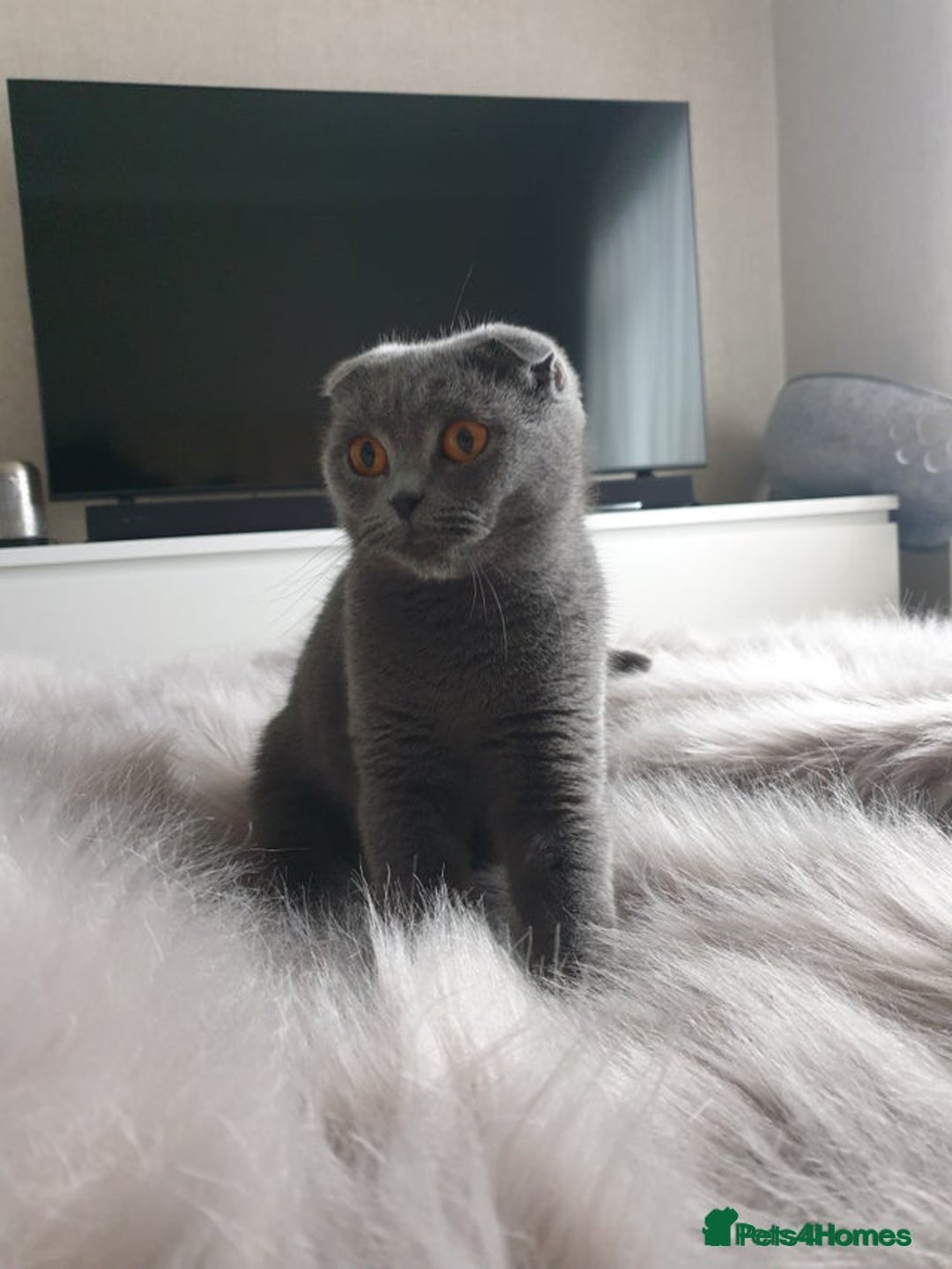 Scottish Fold cats for sale: Blue Scottish fold girl - Image 3