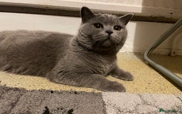 British Shorthair cats for sale: British short hair cute  - Advert 10