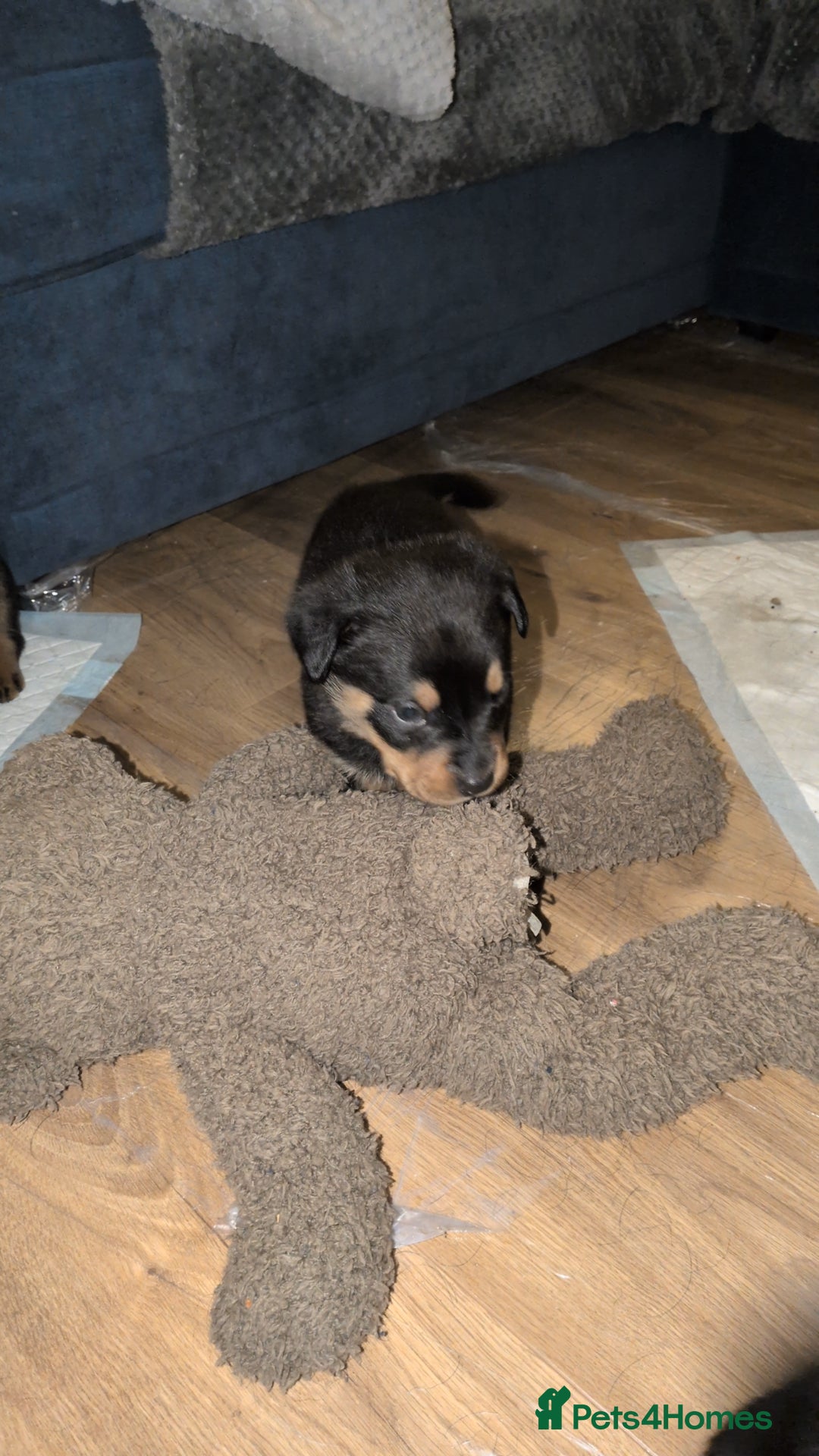 Rottweiler dogs for sale: ⭐ Rottweiler ⭐ - Advert 13