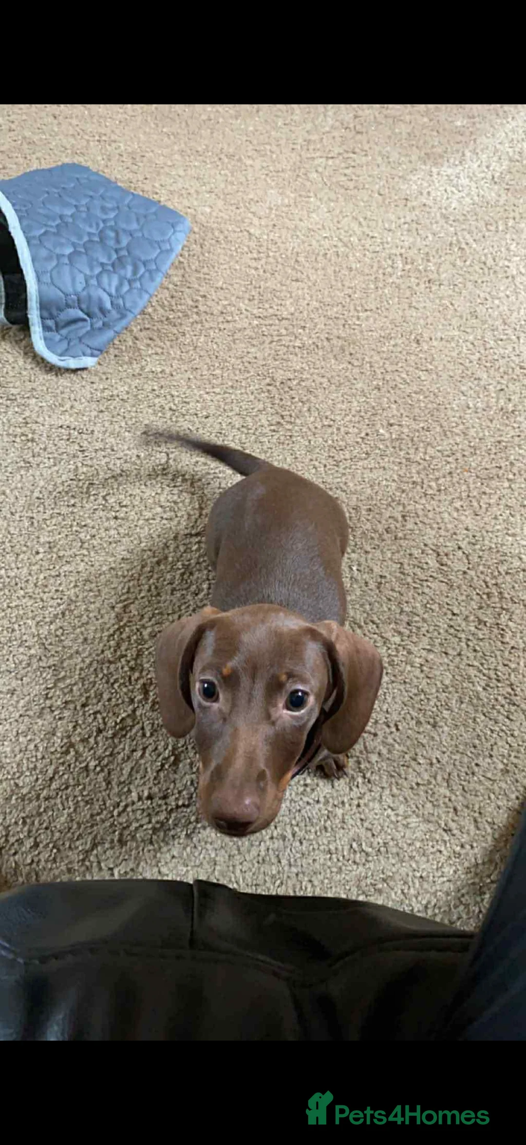 Miniature Dachshund dogs for sale: Miniature dachshund, Female.  2 years old - Advert 3