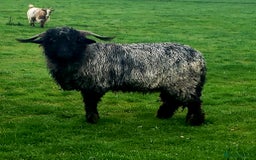 Sheep livestock for sale: Valais blacknose starter flock pedigree plus other - Image 7