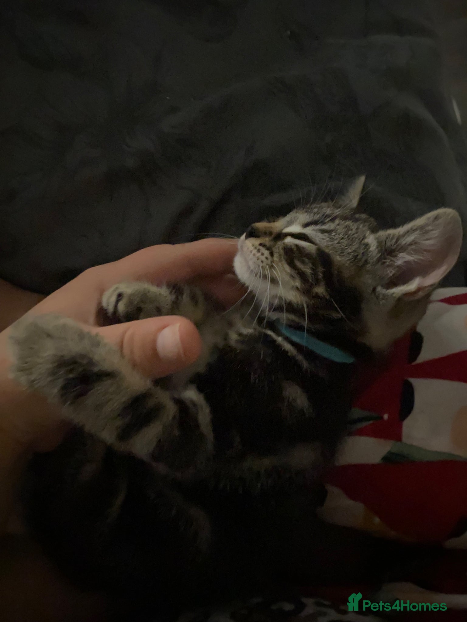 Bengal cats Beautiful Bengal kittens ❤️ - Advert 18