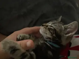 Bengal cats Beautiful Bengal kittens ❤️ - Advert 18