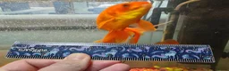 Goldfish fish for sale: Goldfish , Veiltail , Fancy, Telescope black in Glasgow - Advert 18