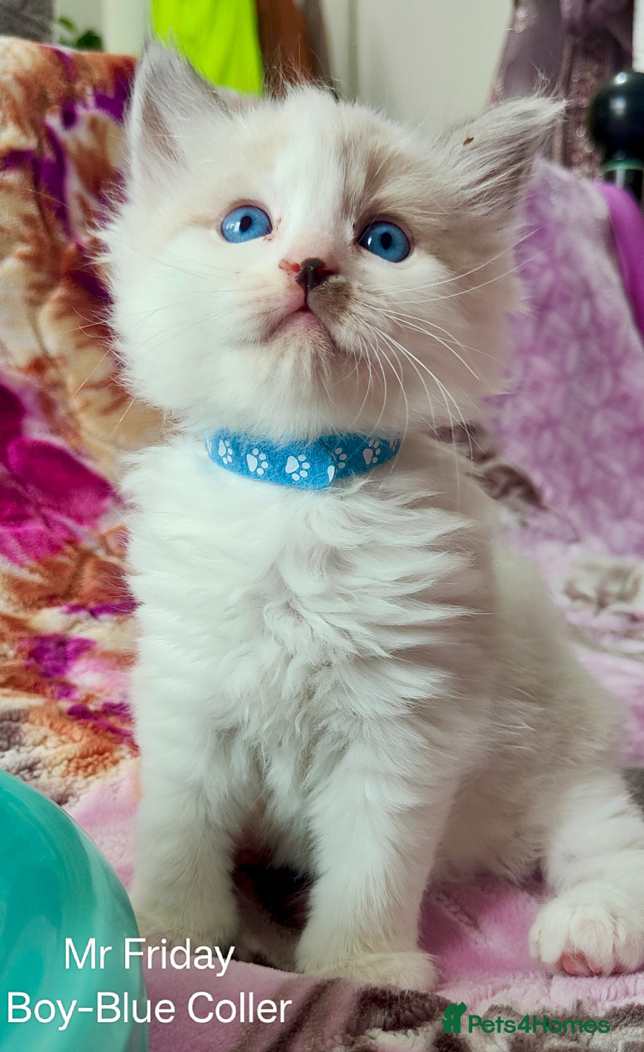Ragdoll cats Stunning Ragdoll Kittens Looking for Forever Homes - Advert 3