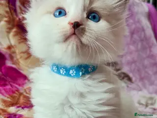 Ragdoll cats Stunning Ragdoll Kittens Looking for Forever Homes - Advert 3