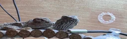 Lizard reptiles for sale: pair of desert agamas - Advert 5