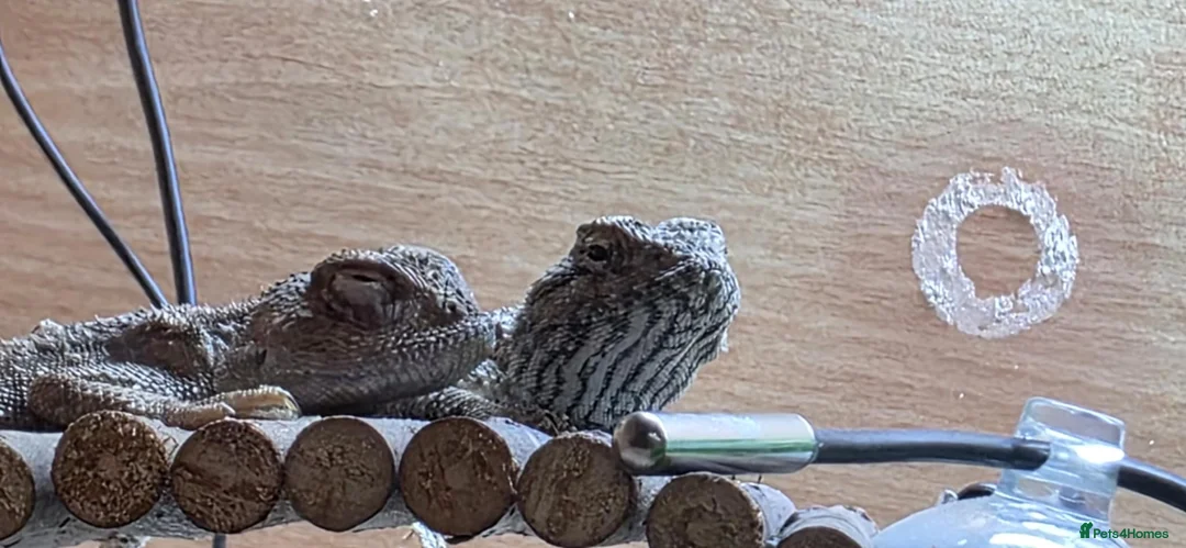 Lizard reptiles for sale: pair of desert agamas - Advert 5
