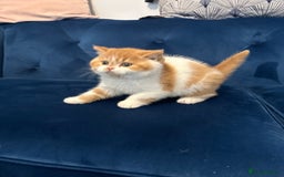 British Shorthair cats for sale: Chunky Red and White British Shorthair TICA - Image 25