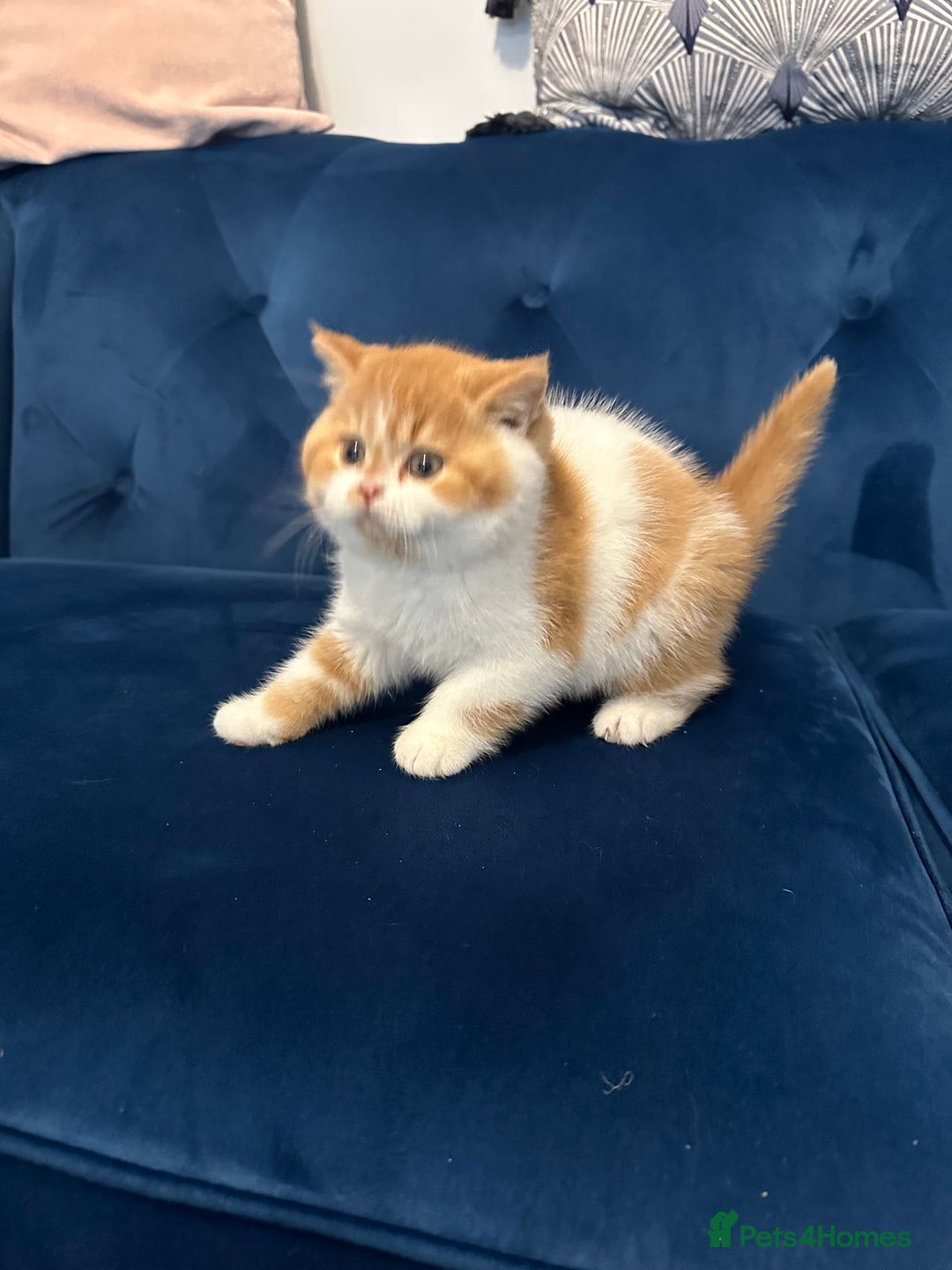 British Shorthair cats for sale: Chunky Red and White British Shorthair TICA - Image 25