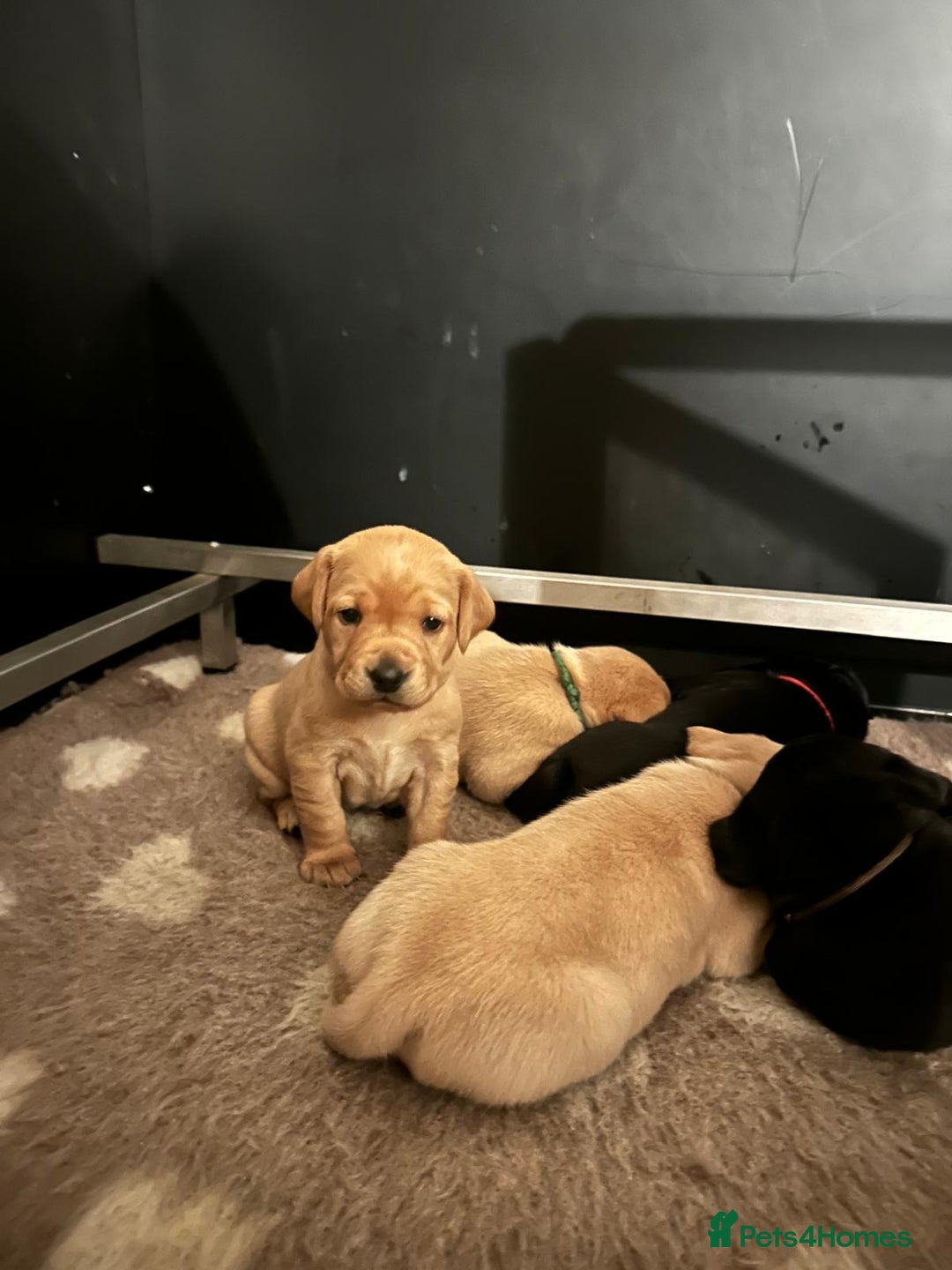 Labrador Retriever dogs for sale: Pedigree KCRegistered Labrador Pups-FoxRed & Black - Advert 5