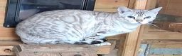Bengal cats for sale: Beautiful Retired Bengal Female - Advert 1