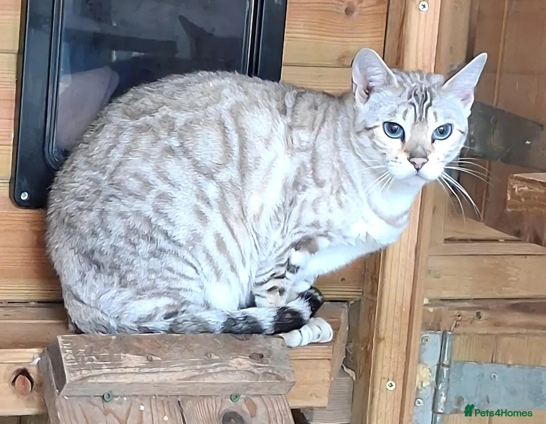 Bengal cats for sale: Beautiful Retired Bengal Female - Advert 1