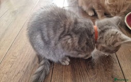 Mixed Breed cats for sale: kittens for sale - Image 11