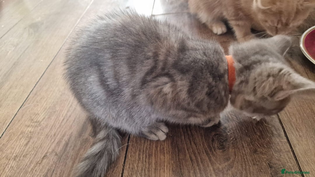 Mixed Breed cats for sale: kittens for sale - Image 11