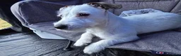 Mixed Breed dogs for sale: Jack russell/parson russell for sale in Cumnock - Advert 2